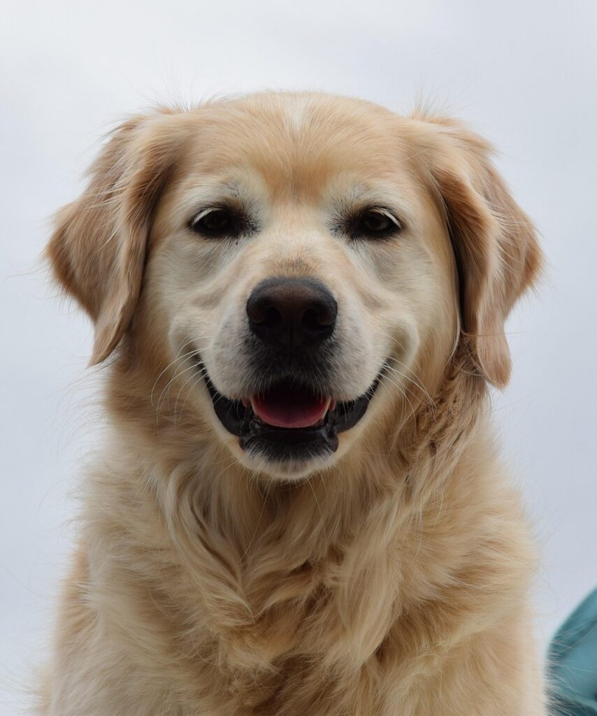 dog, finja, pet, animal, nature, golden retriver