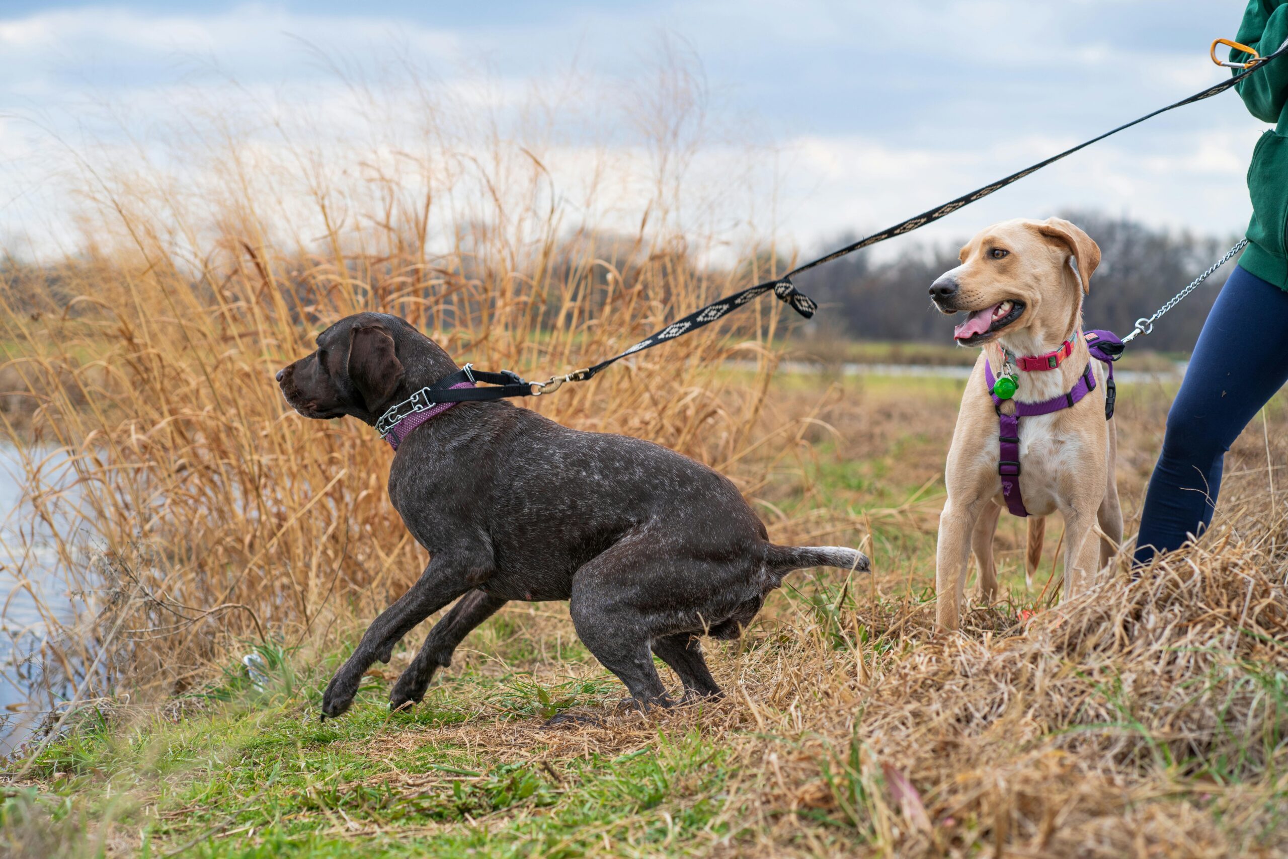 Two dogs on leash by a riverside, enjoying a walk in autumn scenery.