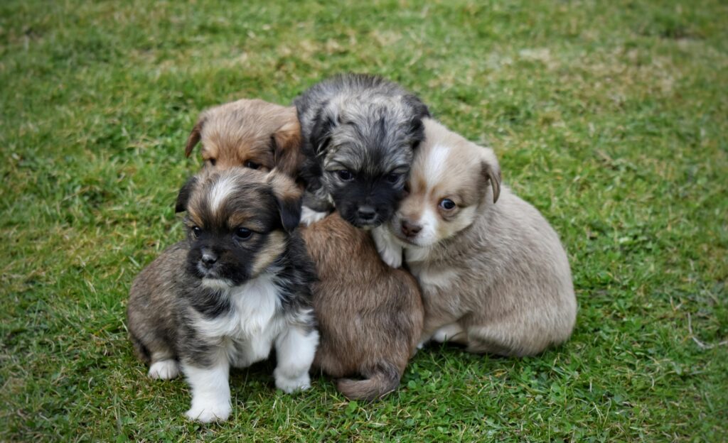 Adorable mix of puppies cuddling on green grass. Perfect for animal lovers.