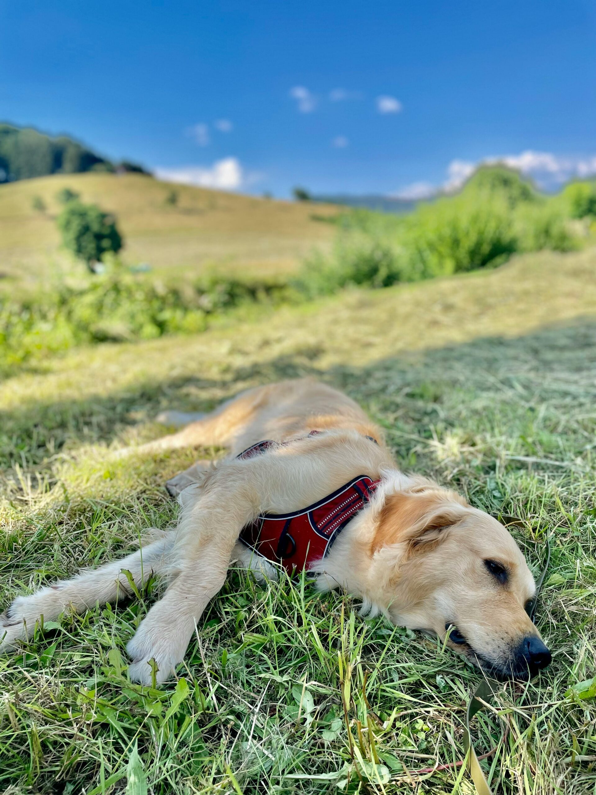 Golden retriever resting on grass in the sunny German countryside, showcasing tranquility and nature.