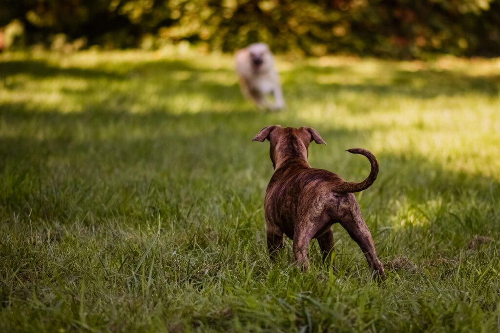 Energetic dogs play in a grassy outdoor field on a sunny day, exuding joy and freedom.